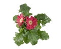 Red flowers of Gerbera plant Royalty Free Stock Photo