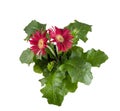 Red flowers of Gerbera plant Royalty Free Stock Photo