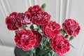 Beautiful red flowers close up photo. Royalty Free Stock Photo