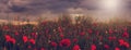 Poppy flowers on nature background. Banner for website with poopy concept. Poopy flowers field creative background.