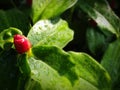 Red flowers green leaf rainy plant Royalty Free Stock Photo