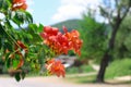 Red flowers and green leaf Royalty Free Stock Photo