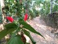 Red flowers with green leafs