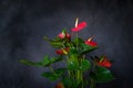 Red flowers and green leaves of anthurium plant on artistic black backdrop. Houseplant against a dark wall.