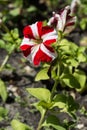 Red with white flowers with green leaves on black earch