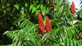 Red flowers with green leaves on blooming Staghorn sumac, Rhus typhina, close-up, selective focus, shallow DOF