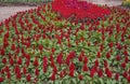 Red flowers and green leaves of cockscomb in the garden