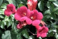 Red trumpet flowers with slightly blurred green leaves Royalty Free Stock Photo