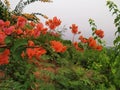 Red flower sky background and green leaves