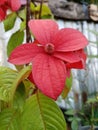 Red flowers green nature environment beautiful