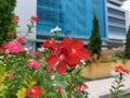 Red flowers green plants garden building