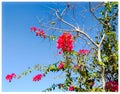 Red flowers with green tree jpg Royalty Free Stock Photo