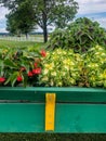 Red flowers in green and yellow wagon