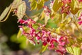 Red flowers, green young foliage Epimedium close-up. Perennial herbaceous plant