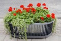 Red flowers growing in modernistic pot.