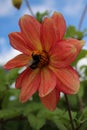 Red flowers growing in old coal Truck with bee Royalty Free Stock Photo