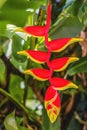 Red Flowers Hanging Lobster Claws Fairchild Garden Coral Gables Florida