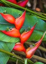 Red Flowers Hanging Lobster Claws Fairchild Garden Coral Gables Florida