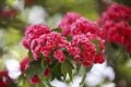 Red flowers of hawthorn flowering period