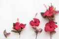 Hibiscus flowers local of asia decoration on white