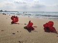 Red flowers of hibiscus lie on the sandy beach against blurred sea waves at the background Royalty Free Stock Photo