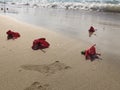 Red flowers of hibiscus lie on the sandy beach against blurred sea waves at the background Royalty Free Stock Photo