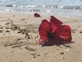 Red flowers of hibiscus lie on the sandy beach against blurred sea waves at the background Royalty Free Stock Photo