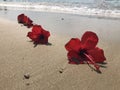 Red flowers of hibiscus lie on the sandy beach against blurred sea waves at the background Royalty Free Stock Photo