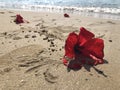 Red flowers of hibiscus lie on the sandy beach against blurred sea waves at the background Royalty Free Stock Photo