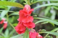 red flowers of Impatiens balsamina Royalty Free Stock Photo