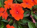 Red flowers Impatiens walleriana