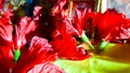 Red Flowers Of Indian Hindu Worship. Maha Lakshmi Puja Or Worship Different Angle Shot ship.