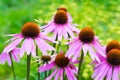 Red flowers on an indistinct green background