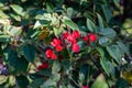 Red flowers of Jatropha flowering plants in spurge family, Euphorbiaceae