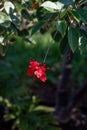 Red flowers of Jatropha flowering plants in spurge family, Euphorbiaceae