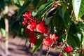 Red flowers of Jatropha flowering plants in spurge family, Euphorbiaceae