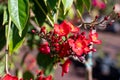 Red flowers of Jatropha flowering plants in spurge family, Euphorbiaceae