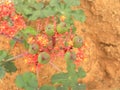 Red flowers of Jatropha podagrica plant