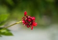 Red flowers