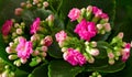 Red flowers of Kalanchoe Royalty Free Stock Photo