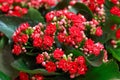 Red flowers of Kalanchoe. Macro Royalty Free Stock Photo