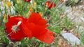 Red flowers from kappadokia