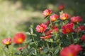 Curry flower in the lawn Royalty Free Stock Photo