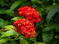 Red Flowers like a Bouquet in a Garden Royalty Free Stock Photo