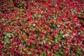 Red flowers like a carpet