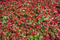 Red flowers like a carpet