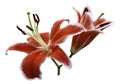 Red flowers lily on white isolated background with clipping path no shadows. Closeup.