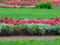 Red flowers line at park lawn background Royalty Free Stock Photo