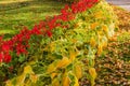 Red flowers of Lobelia and autumn leafage hosta in park