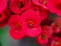 Red flowers look fresh and lush